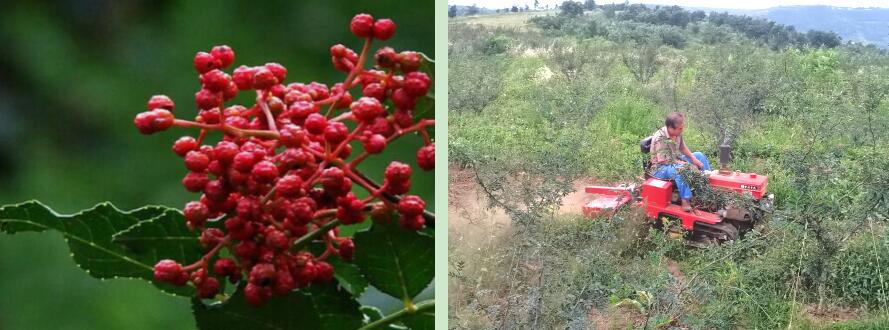 271630034738106547.jpeg 271630034738106547.jpeg